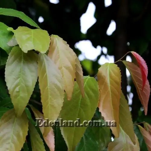 Изображение Флакуртия неколючая  - Flacourtia inermis