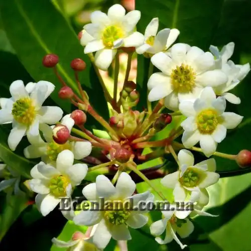 Изображение Дримис Винтера - Drimys winteri