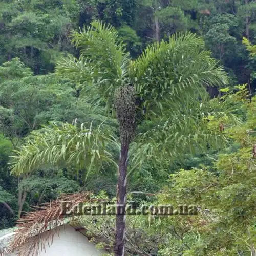 Изображение Валличия (валлихия) двухрядная - Wallichia disticha