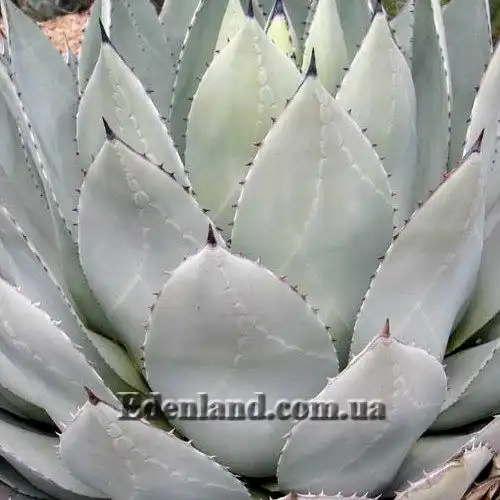 Агава Паррі підвид Паррі - Agave parryi subsp. Parryi
