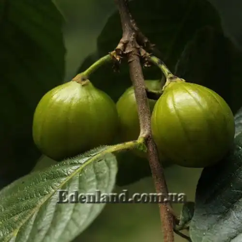 Изображение Туррея обильноцветущая - Turraea floribunda