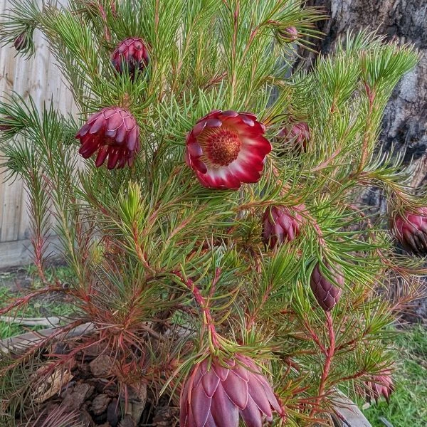 Изображение Протея карликовая  - Protea nana 