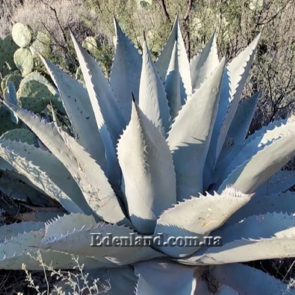 Зображення Агава Хаварда  - Agave havardiana