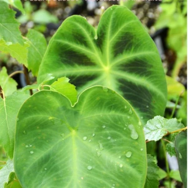 Изображение Ремусатия Гукера   - Remusatia hookeriana 