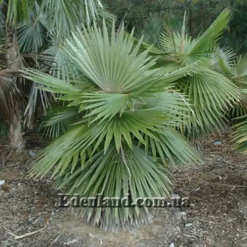 Изображение Коккотринакс борхидиана - Coccothrinax borhidiana