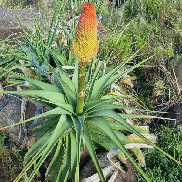 Зображення Кніпхофія Норт - Kniphofia northiae