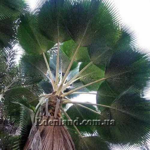 Изображение Притчардия тихоокеанская - Pritchardia pacifica