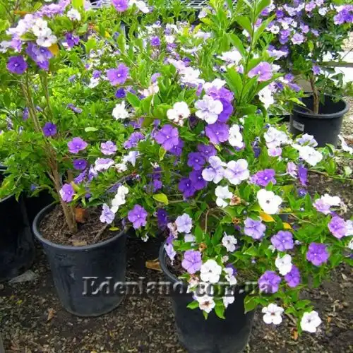 Изображение Брунфельзия широколистная  - Brunfelsia latifolia