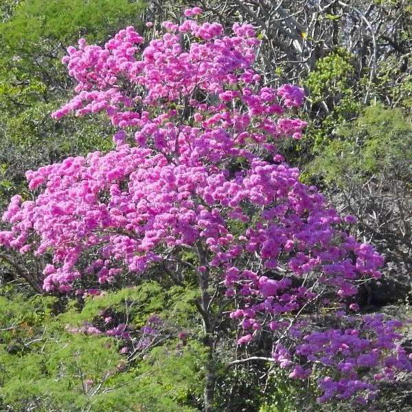 Изображение Хандроантус импетигинозный  - Handroanthus impetiginosa