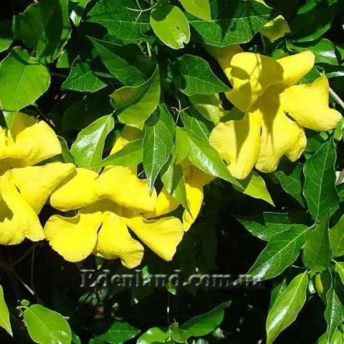 Изображение цветы