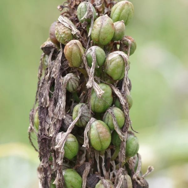 Зображення Кніпхофія Норт - Kniphofia northiae