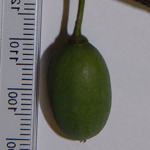 Изображение Берхемия двухцветная  - Berchemia discolor 