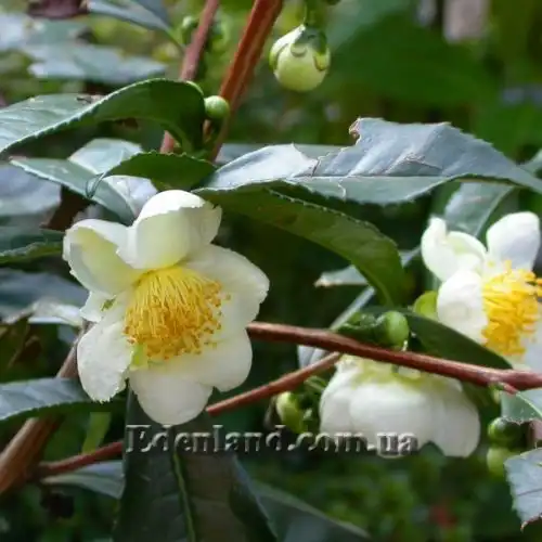 Зображення Камелія китайська, Чайний кущ - Camellia sinensis