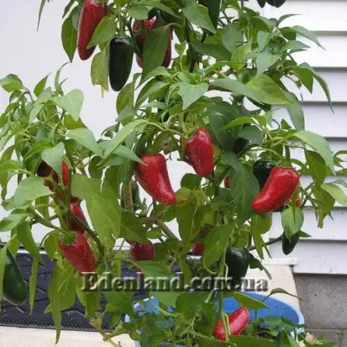 Зображення Перець Халапеньо - Jalapeno Pepper