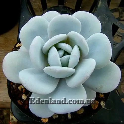 Изображение Эчеверия (Эхеверия) Лау - Echeveria laui