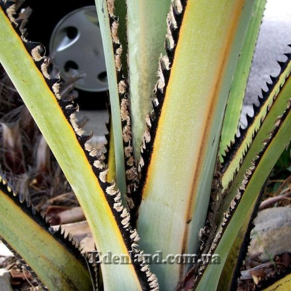 Зображення Коперниція Бейлі - Copernicia baileyana