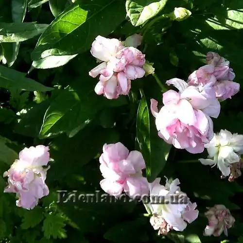 Изображение Калистегия плющевидная - Calystegia hederacea 