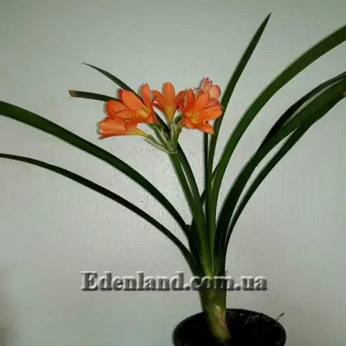 Изображение взрослое цветущее растение