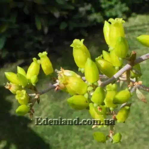 Изображение Каланхоэ оргиалис - Kalanchoe orgyalis