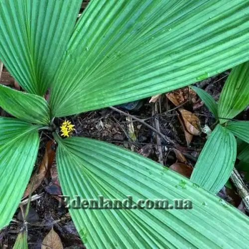 Изображение Куркулиго широколистное - Curculigo latifolia