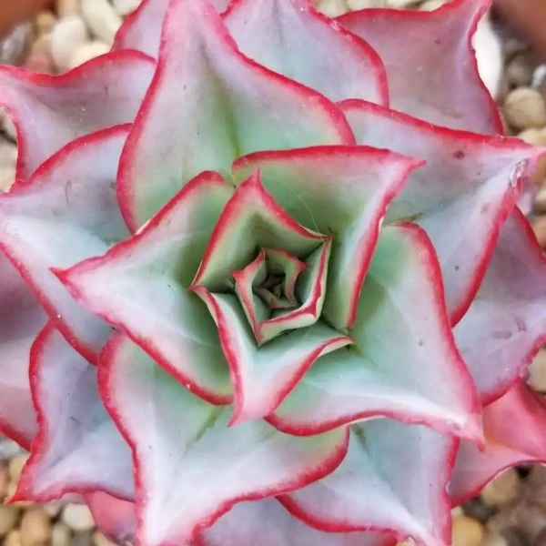 Зображення Ечеверія жорсткувата - Echeveria subrigida 