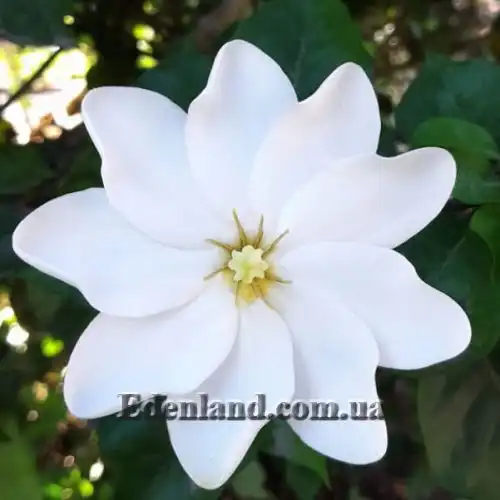 Изображение Гардения Тунберга - Gardenia thunbergia
