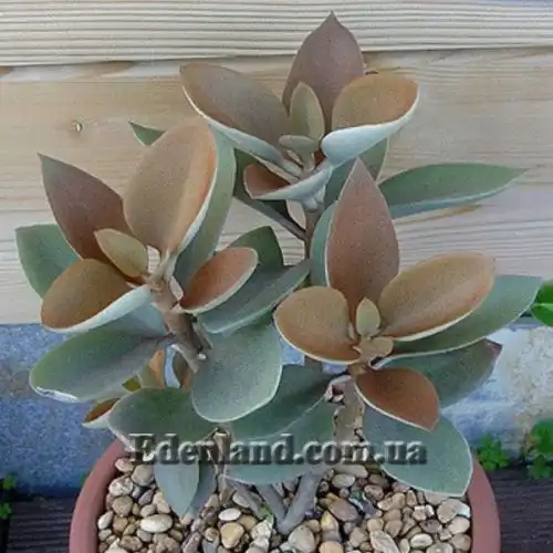 Изображение Каланхоэ оргиалис - Kalanchoe orgyalis