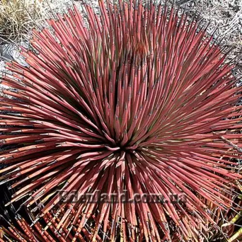 Агава сжатая красная - Agave stricta Rubra