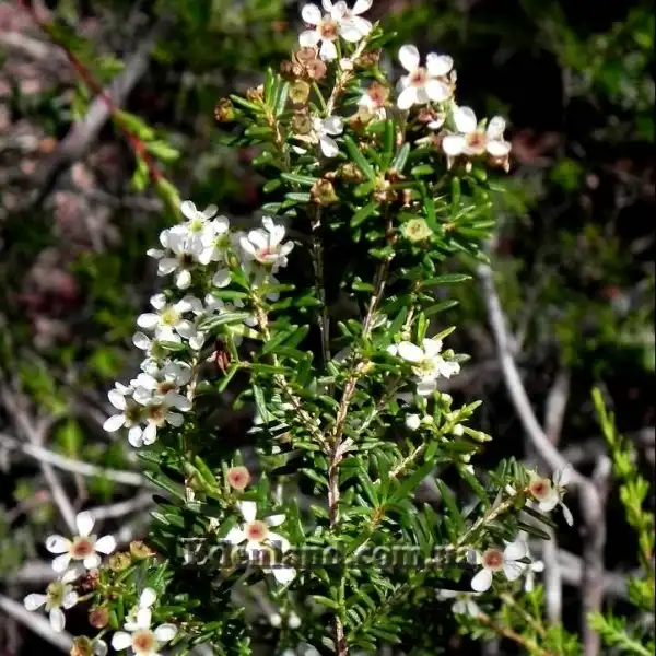 Изображение Саннанта прутьевидная - Sannantha virgata