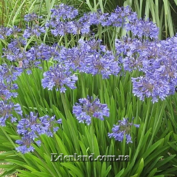 Изображение Агапантус карликовый голубой  - Agapanthus nana blue