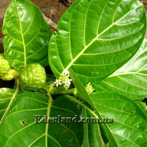 Изображение Моринда цитрусолистная - Morinda citrifolia