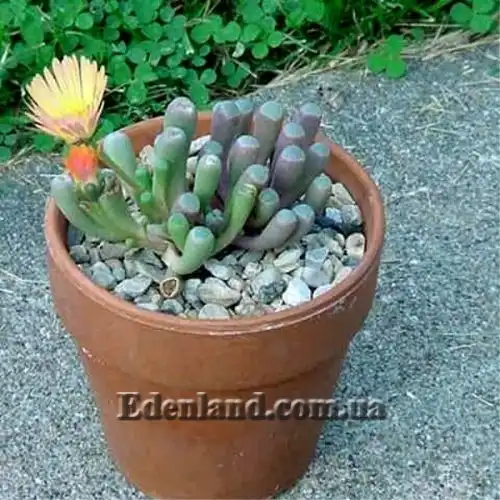 Изображение Фенестрария Булаволистная - Fenestraria rhopalophylla subsp. aurantiaca
