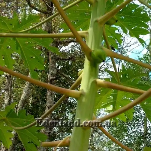 Изображение Карика кундинамаркская - Carica cundinamarcensis