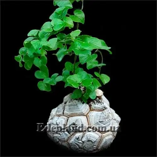 Диоскорея слоновая - Dioscorea elephantipes