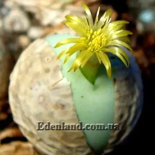 Изображение цветение