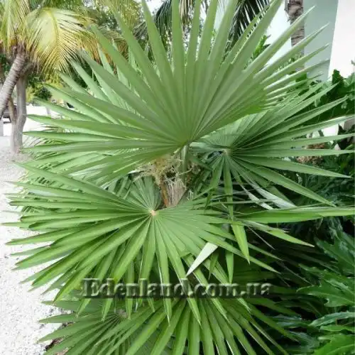 Изображение Коккотринакс борхидиана - Coccothrinax borhidiana
