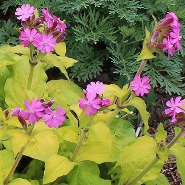 Изображение Смолка (Силена) двудомная  - Silene dioica