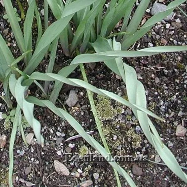 Зображення листя