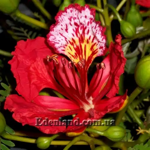 Изображение цветок