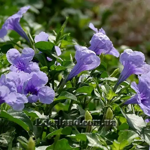 Изображение цветение