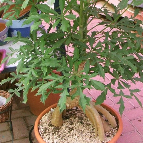 Зображення Куссонія колосовидна - Cussonia spicata 