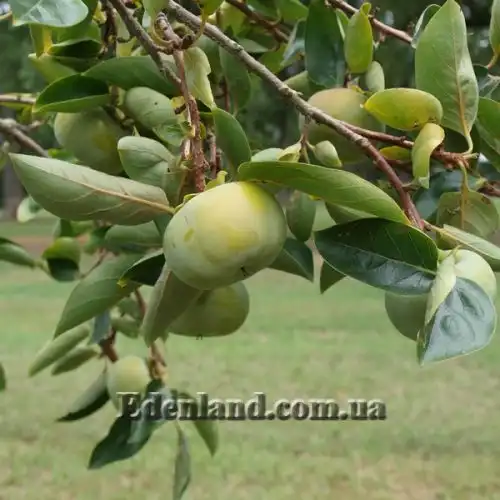 Зображення Хурма Росіянка - Diospyros