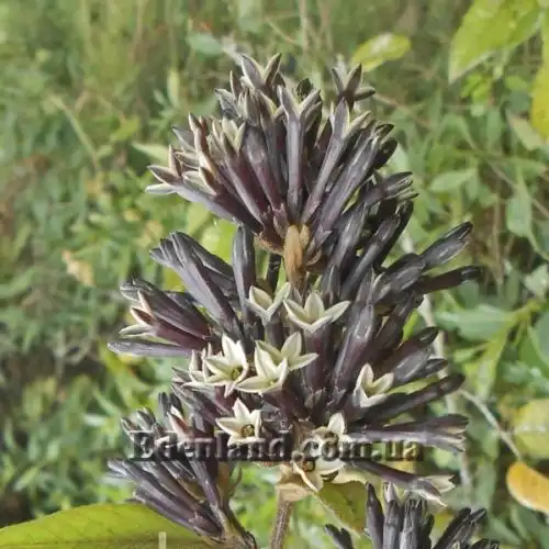 Изображение Цеструм самшитолистный  - Cestrum buxifolium