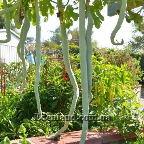 Изображение Трихозант, змеевидный огурец - Trichosanthes cucumerina