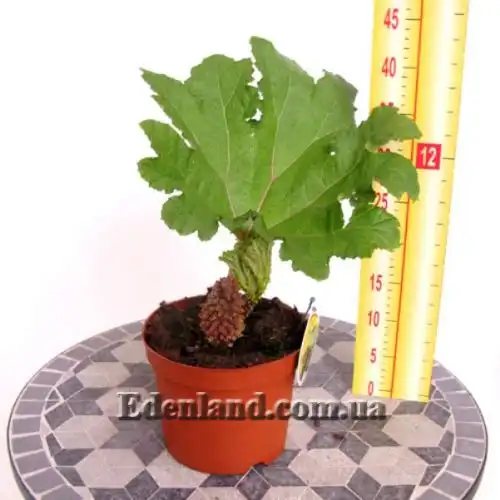 Изображение саженец в горшке