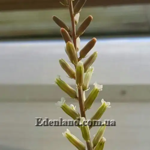 Изображение Астролоба листочковая - Astroloba foliolosa