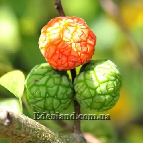 Изображение Кудрания триостренная - Cudrania tricuspidata 