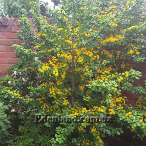 Зображення Азара зубчаста - Azara serrata 