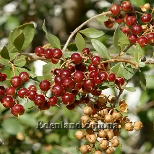 Зображення созревающие плоды