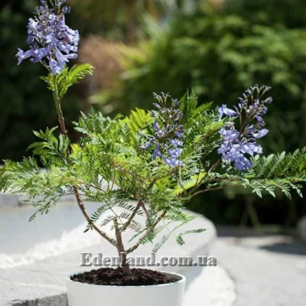Изображение Жакаранда мимозолистная - Jacaranda mimosifolia
